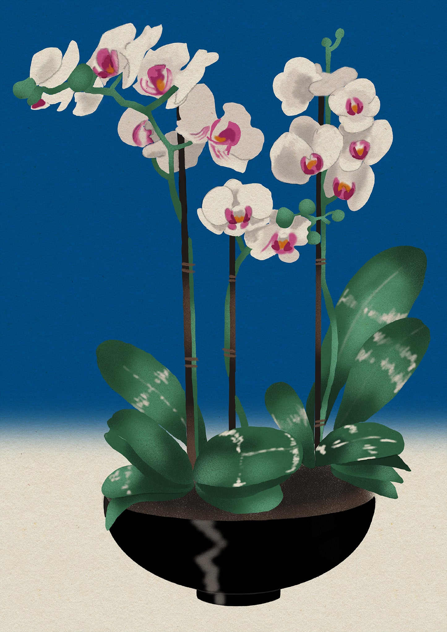 Orchid