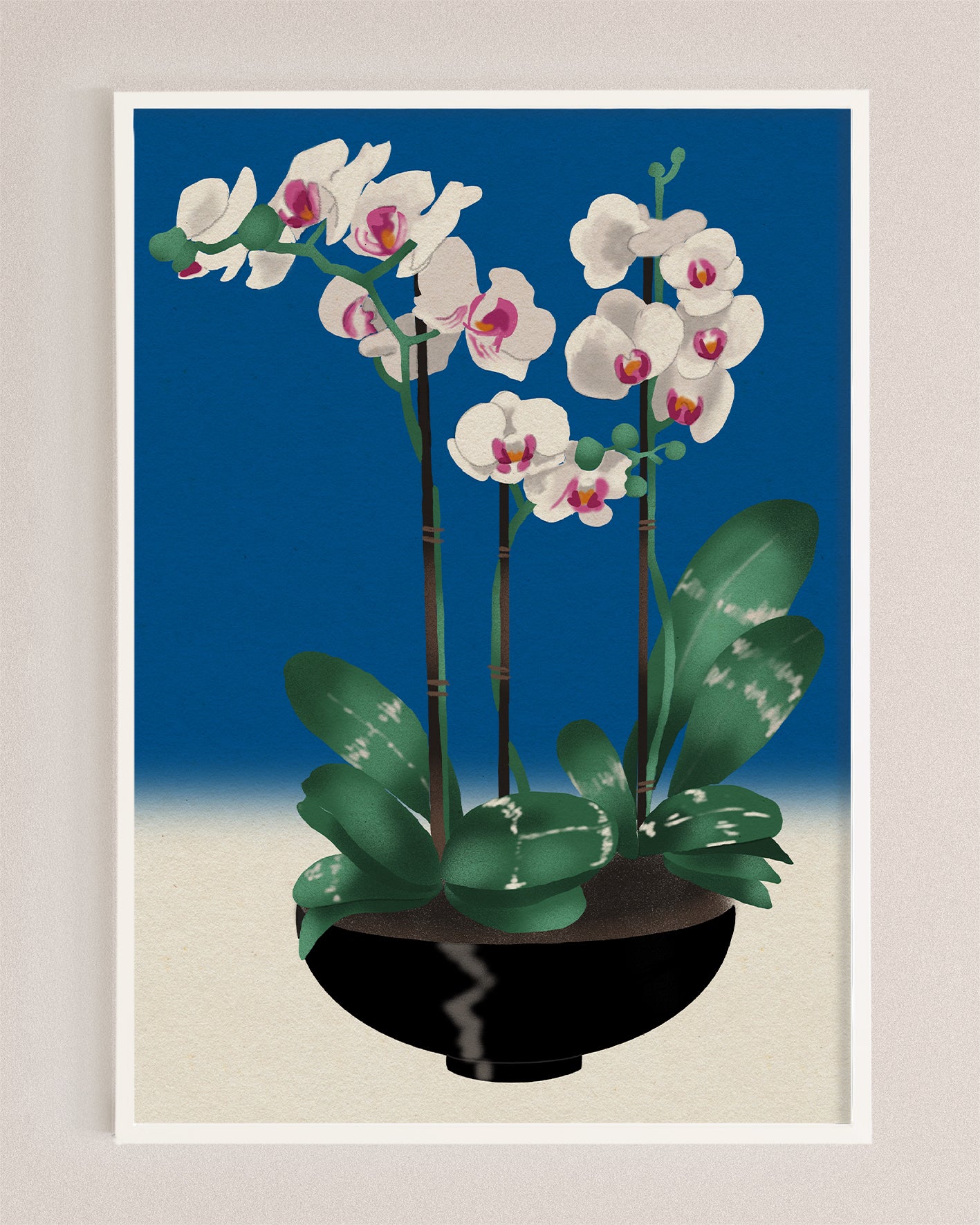 Orchid