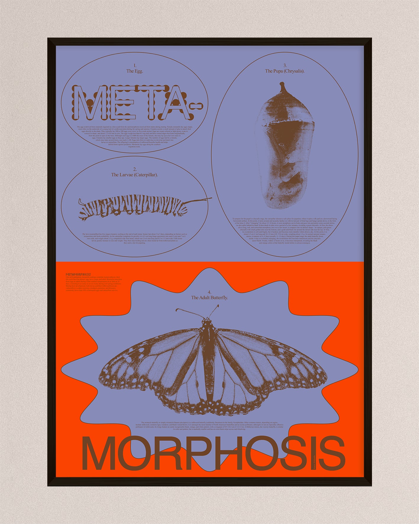 Metamorphosis