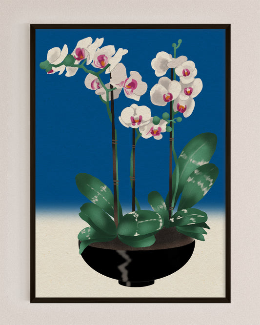 Orchid